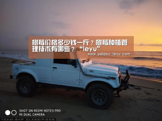 树莓价格多少钱一斤?树莓种植管理技术有哪些?“leyu”(图1) 树莓价格多少钱一斤?树莓种植管理技术有哪些?“leyu”(图1)