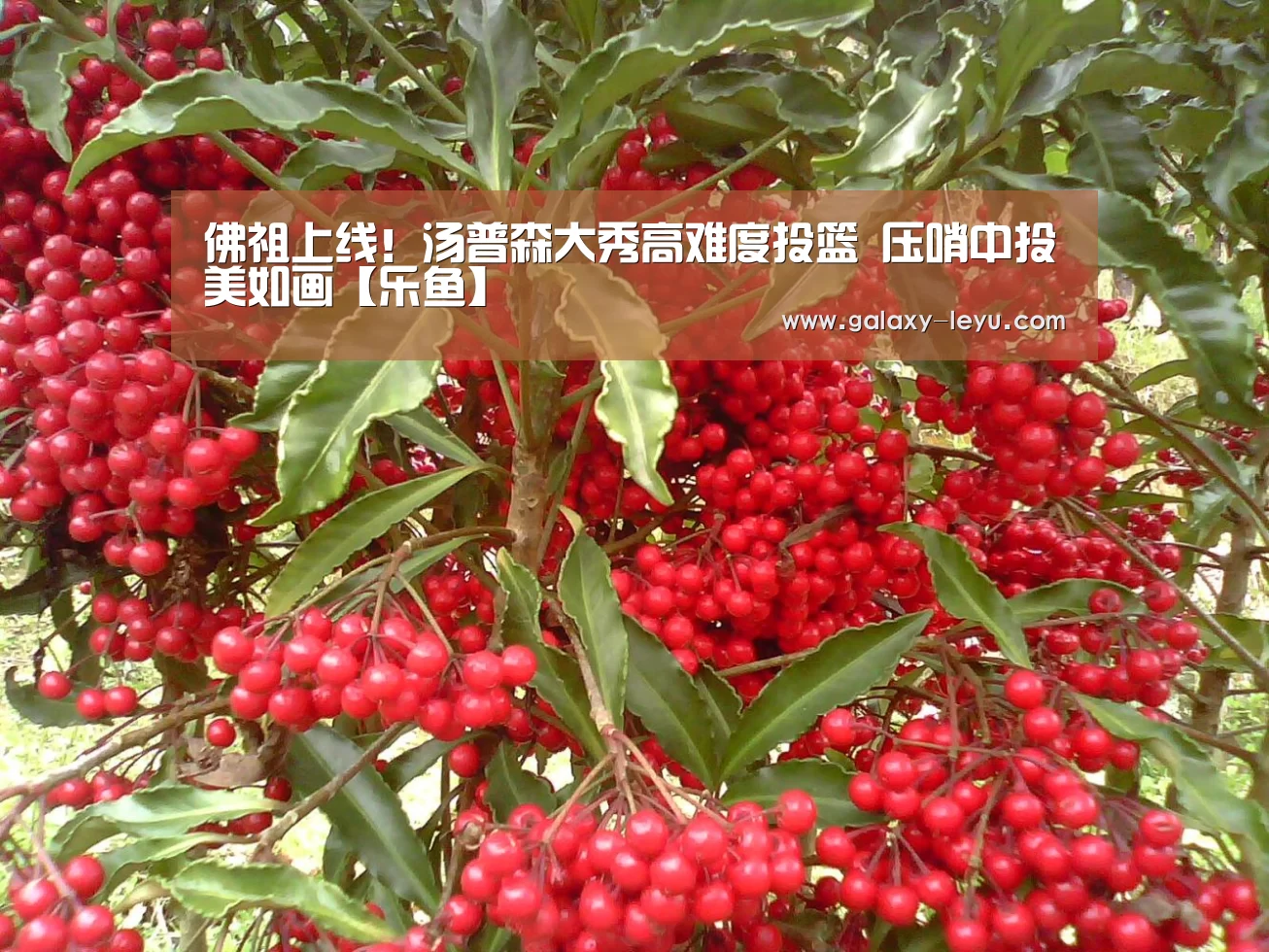 乐鱼