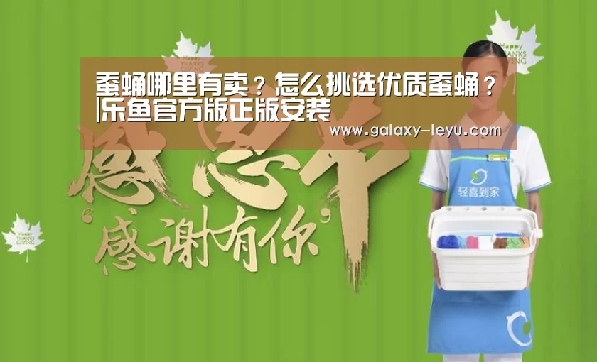 蚕蛹哪里有卖?怎么挑选优质蚕蛹?|乐鱼官方版正版安装(图3) 乐鱼官方版正版安装