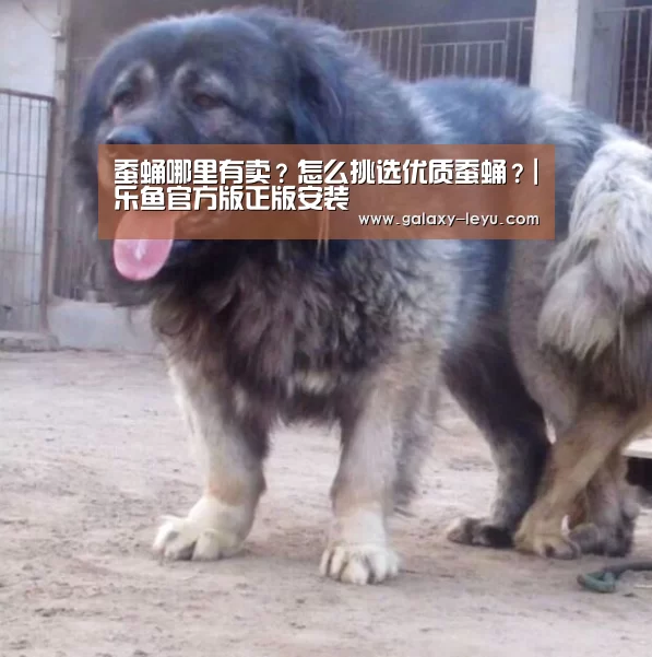 蚕蛹哪里有卖?怎么挑选优质蚕蛹?|乐鱼官方版正版安装(图4) 乐鱼官方版正版安装